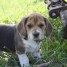chiots-beagle-lof