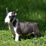 chiot-bull-terrier-a-donner-contact-gauthierjolivert-gmail-com