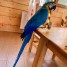 perroquets-ara-bleu-et-or-males-et-femelles