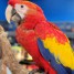 perroquet-aras-rouges