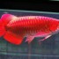 poissons-arowana-dores-super-rouges-rouges-asiatiques-24k-a-vendre
