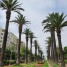 vente-appartement-189m2-palmiers