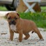chiots-staffordshire-bull-terrier-lof-a-donner