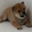 chiot-shiba-inu-lof-a-donner