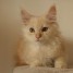superbe-chaton-maine-coon-male-red-silver-nbsp