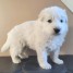 chiot-berger-blanc-suisse-a-donner