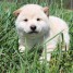 email-inside10-gmx-fr-donne-ce-nounours-chiot-shiba-inu