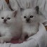 email-dadaa-gmx-fr-chatons-sacres-de-birmanie-a-donner-contre-soins