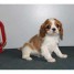 email-ampc1-gmx-fr-donne-chiot-cavalier-king-charles