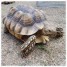 email-basatu-gmx-fr-tortue-sillonnee-sulcata-femelle-de-49-cm-25kg