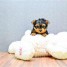 email-grosty-gmx-fr-chiots-yorkshire-terrier-a-donner
