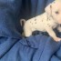 email-dadaa-gmx-fr-chiot-type-dalmatien-a-donner