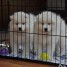 email-basatu-gmx-fr-tres-beau-chiot-samoyede-a-donner