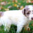 email-asapba-gmx-fr-tres-beau-chiot-caniche-royal-a-donner