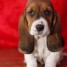 email-donmoa-gmx-fr-chiot-type-basset-hound-a-donner-contre-bons-soin