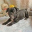 email-alhe-gmx-fr-chiot-type-bouledogue-francais-noir-a-donner