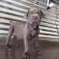 email-grosty-gmx-fr-chiot-cane-corso-mastiff-a-donner