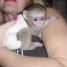 a-donner-magnifique-bebe-singe-capucin-3-mois
