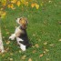 chiot-beagle-a-donner