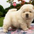 chiot-chow-chow-lof-a-donner