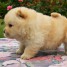 chiot-chow-chow-lof-a-donner