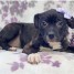 chiot-type-american-staffordshire-terrier-femelle