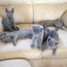 chatons-bleu-russe-cherchent-nouveau-foyer