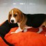 chiot-beagle-cherche-un-nouveau-maitre