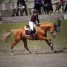 cheval-de-sport-allemand-11-ans-a-donner