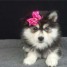 chiot-type-pomsky-tres-caline-a-donner