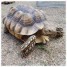 tortue-sillonnee-sulcata-femelle-de-49-cm-25kg
