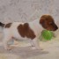 a-donner-chiot-type-jack-russel-male
