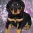 chiot-rottweiller-a-donner-urgent