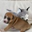 chiots-staffordshire-bull-terrier-a-donner
