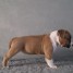 chiot-american-staffordshire-terrier-a-donner