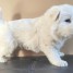chiot-berger-blanc-suisse-a-donner