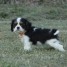 chiots-cavaliers-king-charles-a-donner