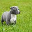 chiot-american-staffordshire-terrier-a-donner
