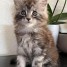 superbe-chaton-maine-coon-male-black-silver-blotched-tabby