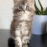 adorable-chaton-maine-coon-male-black-silver-blotched-tabby