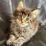 chatons-maine-coon