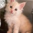 adorable-chaton-maine-coon-male-inscrit-au-loof
