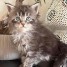 superbe-chaton-maine-coon-male-black-silver