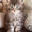 adorable-chaton-maine-coon-male
