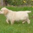 chiots-golden-retriever-a-donner