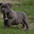 chiots-staffordshire-bull-terrier-a-donner