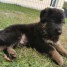 chiot-berger-allemand-a-donner