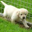 chiots-labradors-a-donner