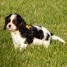 chiots-cavaliers-king-charles-a-donner