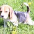 chiot-beagle-a-donner